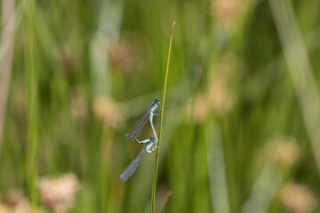 Common Blue Damselfly 3