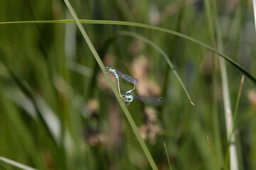 Common Blue Damselfly 4