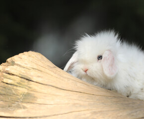 Obraz premium white rabbits on a log