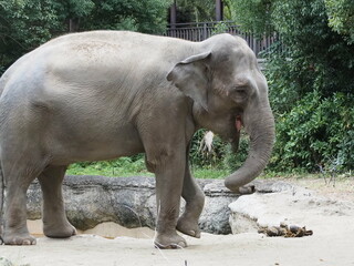 Naklejka premium ゾウ