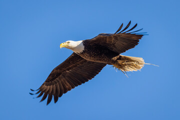 Fototapeta na wymiar Eagle Nesting