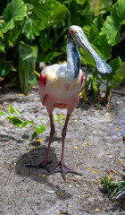 red billed stork