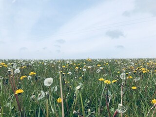 meadow with dandelions