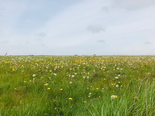 field of dandelions