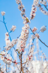 spring blossom