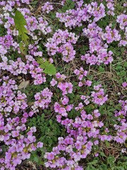 pink flowers in a garden