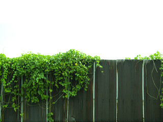 Old zinc fence isolated with ivy plants and copy space, white.