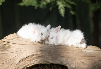 Obraz premium white rabbits on a log