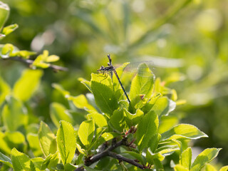 Common Blue Damselfly 9