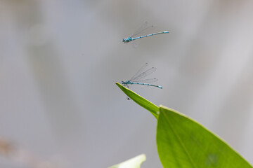 Common Blue Damselfly 5