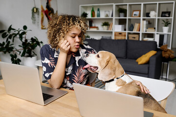 African young woman with curly hair sitting at table with laptop computers and talking to her dog...