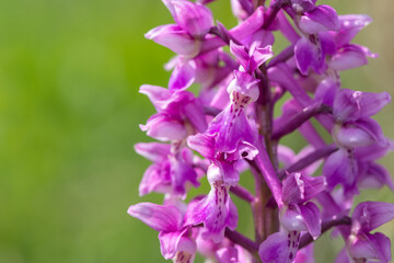 Obraz premium Close up of an early purple orchid (orchis mascula) flower