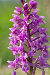Fototapeta na wymiar Close up of an early purple orchid (orchis mascula) flower