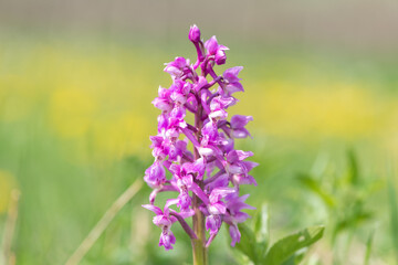 Close up of an early purple orchid (orchis mascula) flower