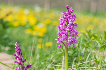 Close up of an early purple orchid (orchis mascula) flower