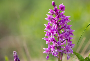 Close up of an early purple orchid (orchis mascula) flower