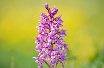 Close up of an early purple orchid (orchis mascula) flower