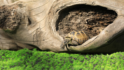 turtle on the grass outdoors