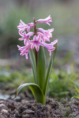 Colorful pink Hyacinth blossoms in spring garden on beautiful spring background. Hyacinthus is a small genus of bulbous, fragrant flowering plants in the family Asparagaceae, subfamily Scilloideae.