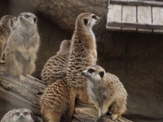 ミーヤキャット