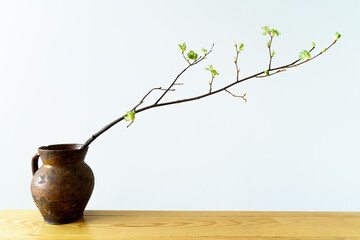 Branch with young leaves in a ceramic dark old vase