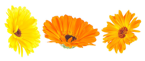 Collection of beautiful blooming marigold flowers isolated on a white background. Calendula officinalis.