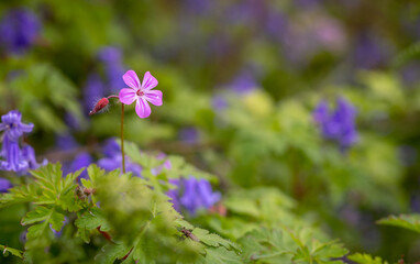 Fototapeta Niebieskie dzwoneczki, niebieskie kwiatki rosnące dziko w parku. obraz