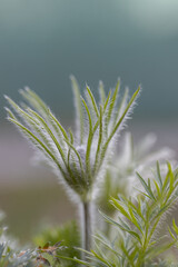 Purple Pulsatilla flowers close-up, beautiful bokeh, beautiful blooming pasque flower, spring colorful flower in the forest and grass,  Pulsatilla vulgaris, Violet blue
