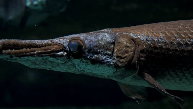 Longnose, billy gar or garpike moving slowly looking for prey. Lepisosteus osseus. Predatory fish with elongated jaws that form needle-like snout swimming in dark water. Freshwater creature