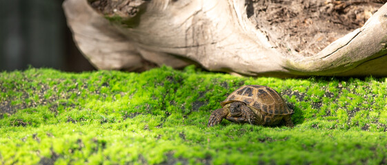 turtle on the grass outdoors