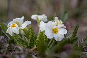 Spring flowers. White primrose or primula flowers in a garden