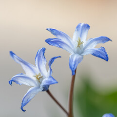 Closeup of blooming blue scilla luciliae flowers in sunny day. First spring bulbous plants. Selective focus.