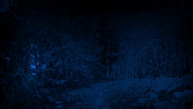 Scary Animal POV Runs Through Forest