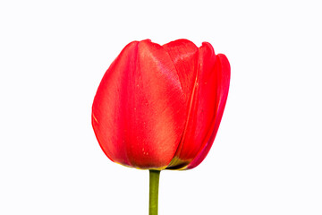 Tulip on black background. Beautiful photo of wild flower. Botanical design.