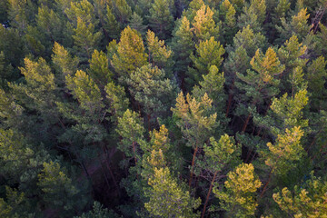 Drone photo of forests and groves in golden time