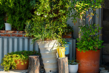 玄関横の植木鉢