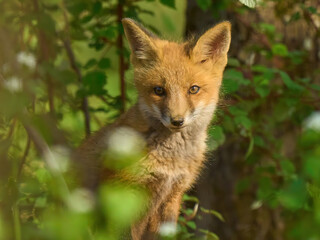 Fox cub little fox view close-up