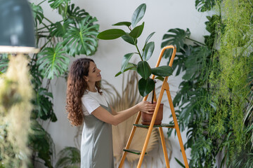 Young woman gardener take care of houseplant standing on orange vintage ladder in home garden....