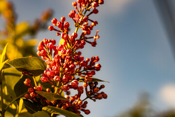 pink blooms in spring sun