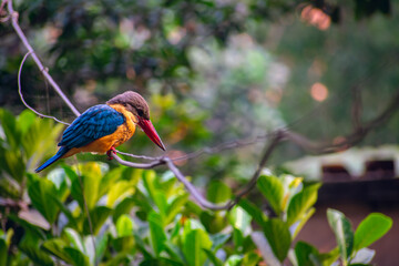 Kingfishers or Alcedinidae are a family of small to medium-sized, brightly colored birds in the order Coraciiformes.