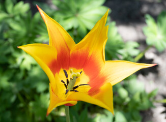 Red and yellow Kaufmanniana Garden Tulip