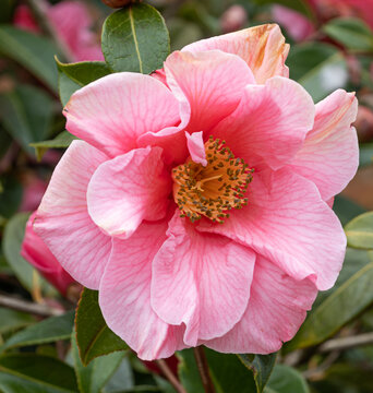 Camellia japonica, Rose of the winter, moonlight bay , Sweet Emily Kate