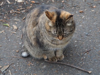 Obraz premium 猫