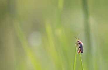 cantharis fusca 1