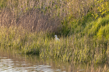 Egret in evening sun 3