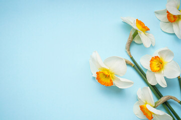 Fototapeta na wymiar Yellow daffodils flowers on a blue background, place for text, close-up. Top view.
