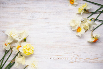 Daffodils flowers on a wooden light background, place for text. Top view.