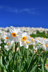 Paris, France. Narcissus blooming in a flower park in Paris. April 17, 2022.