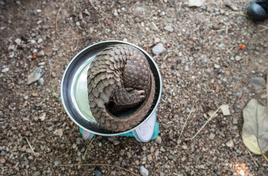 Sunda Pangolin Rolling On Scale