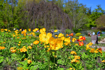 Paris, France. Poppy blooming in a flower park in Paris. April 17, 2022.